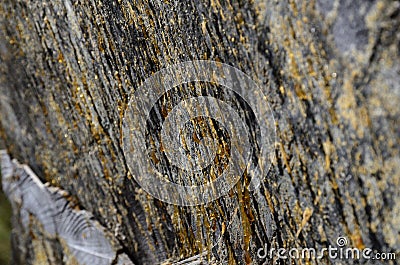 Drops of resin on the pine wood fibers Stock Photo