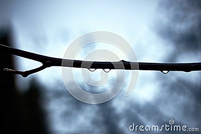 Drops of water on branch of tree in rainy day Stock Photo