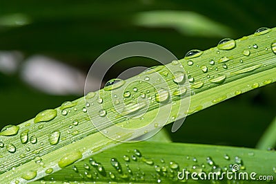 Drops of water on the grass, after a summer rain moisture condensed from the atmosphere that falls visibly in separate drops Stock Photo