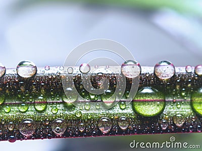Drops of Water on a Leaf of Red Edged Dracaena. Macro Image of Natural Rain, Dew Drops. Gardening, Fresh Water, Environmental Stock Photo