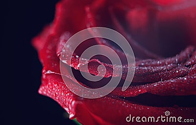 Drops of water on the petals of the red rose. Big plan. Macrophoto roses Stock Photo