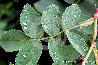 Drops of water after rain on a green leaf Stock Photo