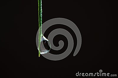 Macro of cannabis. Drops of water on the tip of a green leaf of hemp on a black background. Copy space. A closeup of wet marijuana Stock Photo