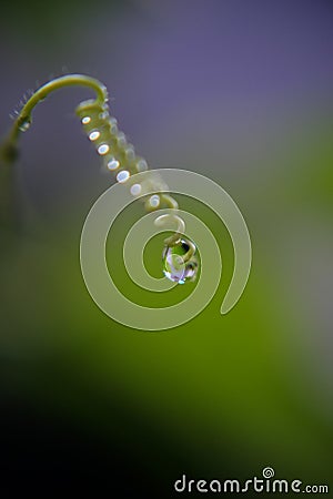 Drops of water at the tip of the spiral root astray after the rain Stock Photo