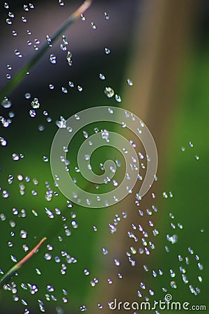 Drops of water, waters splash with grass, bamboo background Stock Photo