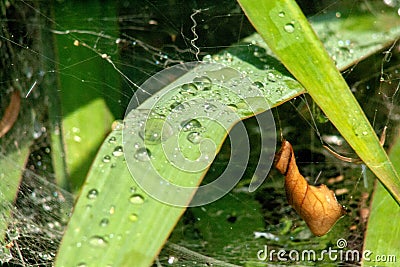 Drops of water on the web Stock Photo