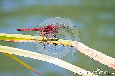 Dropwing dragonfly Stock Photo
