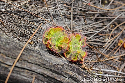 Sundew Drosera burmannii Vahl Stock Photo