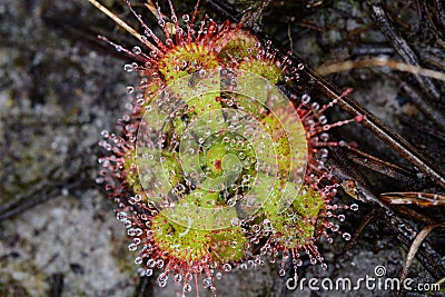 Drosera burmannii Vahl., Droseraceae. plants. Stock Photo