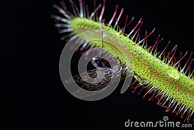 Drosera capensis eating a fly Stock Photo