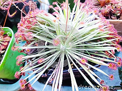 Drosera derbyensis carnivorous plant from Western Australia Stock Photo