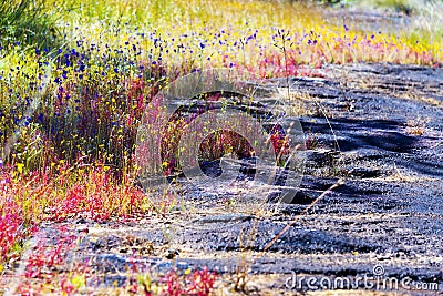 Drosera indica Linn.flowe wet stone Stock Photo