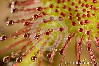 Drosera rotundifolia â€” the round-leaved sundew or common sundew Stock Photo
