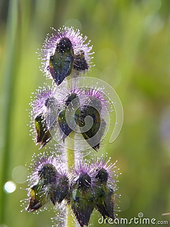 Carnivorous plant -Drosera spp. wich traps insects and digest them for their minaral needs. Stock Photo