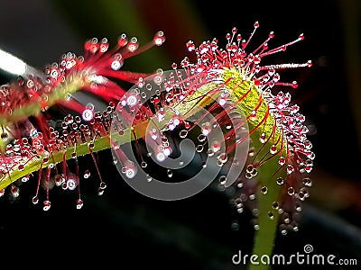 Drosera sundew - carnivorous plant Stock Photo