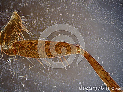 Drosofila fly leg under microscopy Stock Photo