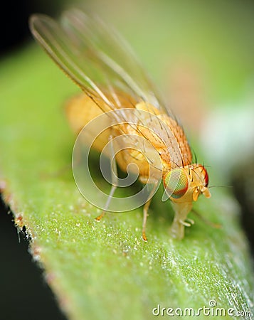 Drosophila Stock Photo
