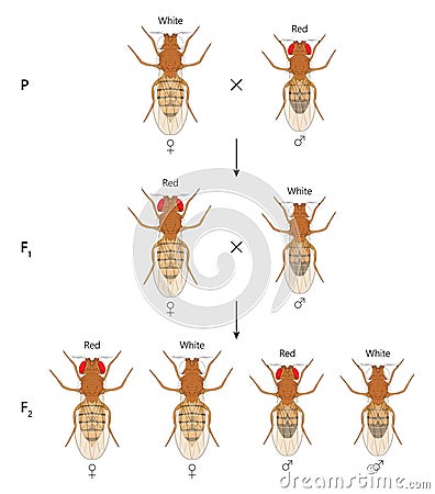 X-linked inheritance in fruit flies (Drosophila melanogaster). White background. Vector Illustration