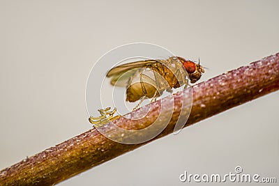 Drosophila eggs Stock Photo