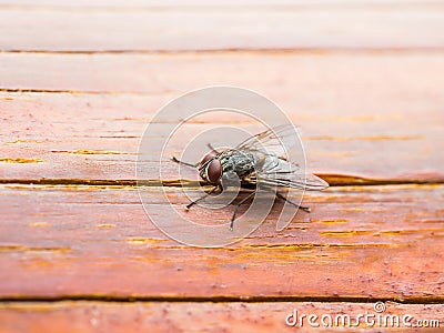 Drosophila Fly Insect on Wooden Wall Stock Photo