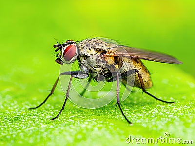 Drosophila Fruit Fly Diptera Parasite Insect on Plant Leaf Macro Stock Photo