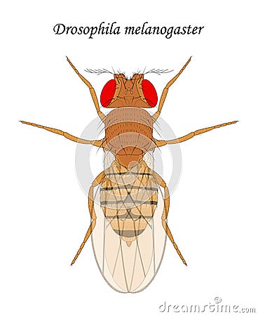 Fruit fly (Drosophila melanogaster), female. Vector Illustration