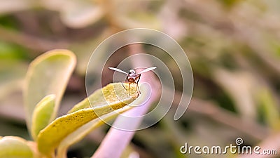 Drosophila melanogaster fly on leaf in indian village garden image Common fruit flyInsect Stock Photo