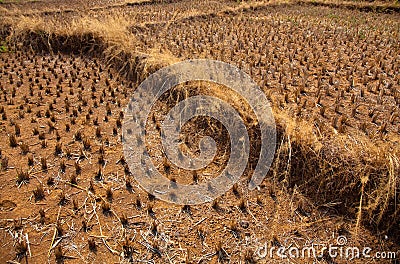 Drought Stock Photo