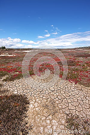 Drought Stock Photo