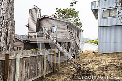 Drought causes dead pot pine tree to fall on house Stock Photo