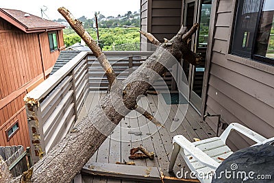 Drought causes dead pot pine tree to fall on house Stock Photo