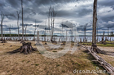 Drought Conditions at a Lake with Dead Trees and Stumps Stock Photo