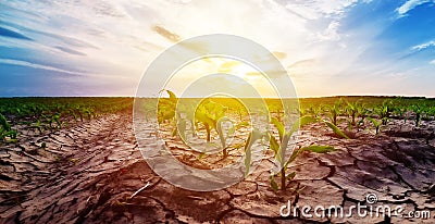 Drought in corn field Stock Photo