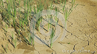 Drought cracked pond lake wetland, swamp very drying up the soil crust earth climate change, environmental disaster and earth Stock Photo