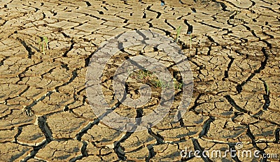 Drought cracked pond wetland, swamp drying up soil crust earth climate change, surface extreme heat wave caused crisis, Stock Photo