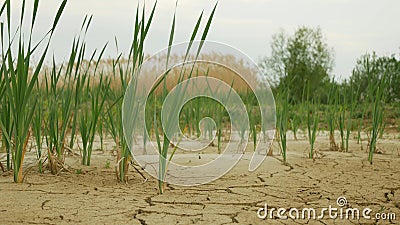 Drought cracked pond wetland, swamp very drying up the soil crust earth climate change, environmental disaster and earth cracks Stock Photo