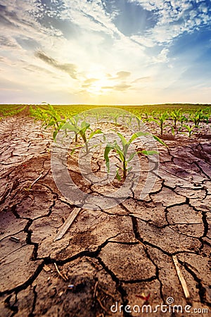 Drought in cultivated corn maize crop field Stock Photo