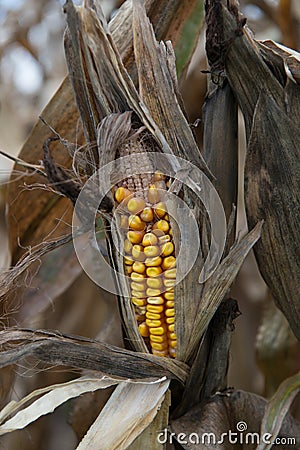 Drought damaged corn crop Stock Photo