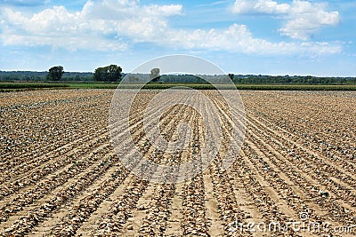 Drought: Dead Crops Stock Photo