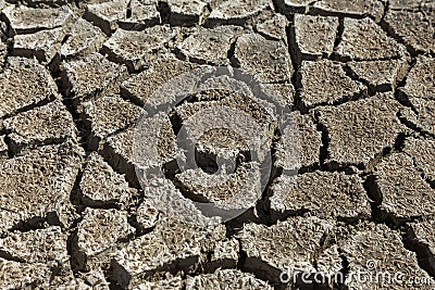 Drought. Dried bottom of lake river sea. Dead crabs dry from drought. Dry fractured soil of drought. Concept of drought, climate c Stock Photo