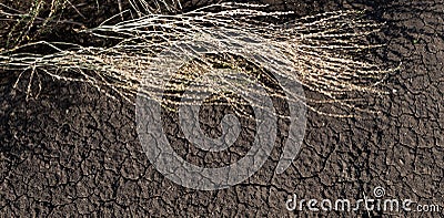 Drought. Dried cracked soil and dry arugula bush with seeds. Banner, place for text Stock Photo