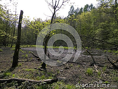 Drought - a dry lake in the middle of a forest Stock Photo