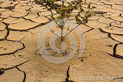 Drought, global warming, environment changes suddenly. Stock Photo