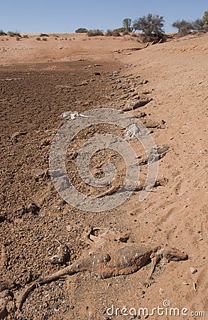 Drought kills thousands of kangaroos in Sturt National Park Stock Photo