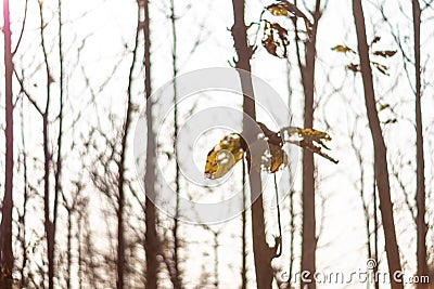 The drought and overgrown teak plantation in the morning light Stock Photo