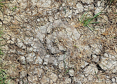 Drought. Parched dry cracked ground. Stock Photo