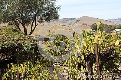 Winery grape vines Stock Photo