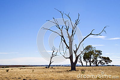 Drought stricken tree Stock Photo