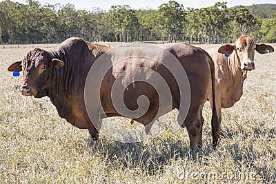 Droughtmaster Bull Stock Photo