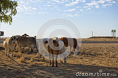 Droughtmaster cattle next to a road Stock Photo